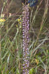 Slender blazing star